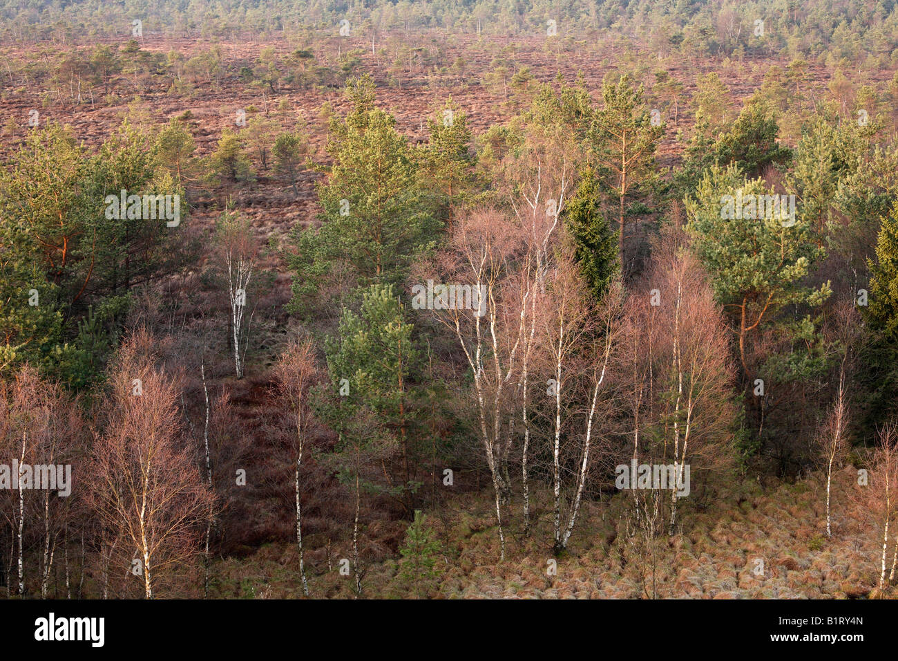 Schwarzes Moor, Black Marsh, vue du belvédère, Lange Rhoen, Basse Franconie, Bavière, Allemagne, Europe Banque D'Images