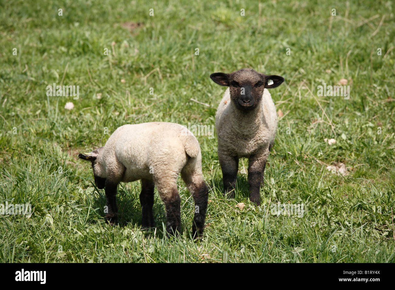Agneaux, Rhoen Mountain Sheep (Ovis ammon f. bélier), Lange Rhoen, Basse Franconie, Bavière, Allemagne, Europe Banque D'Images