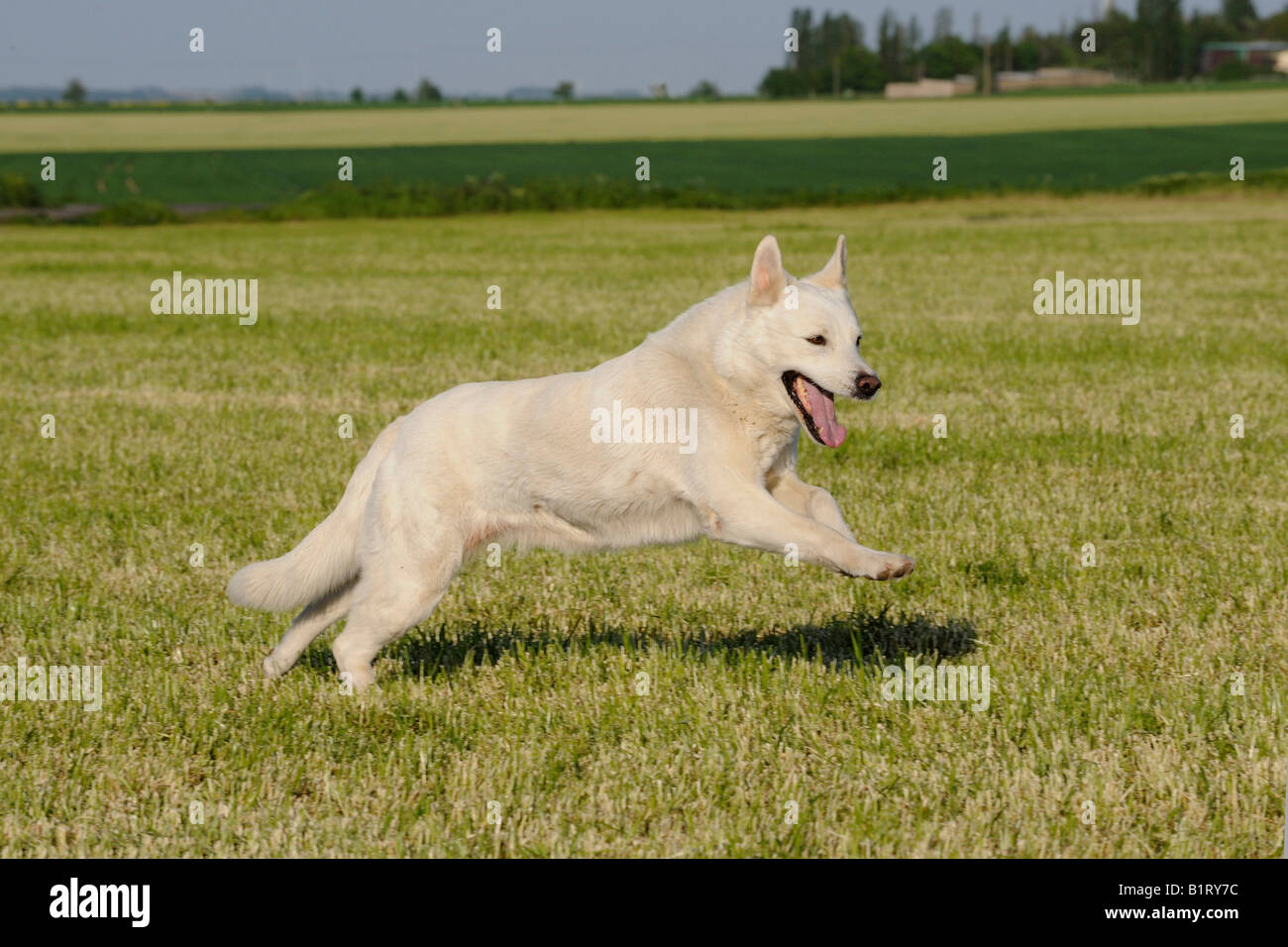 Berger Blanc chien (Canis lupus familiaris) à travers un pré Banque D'Images