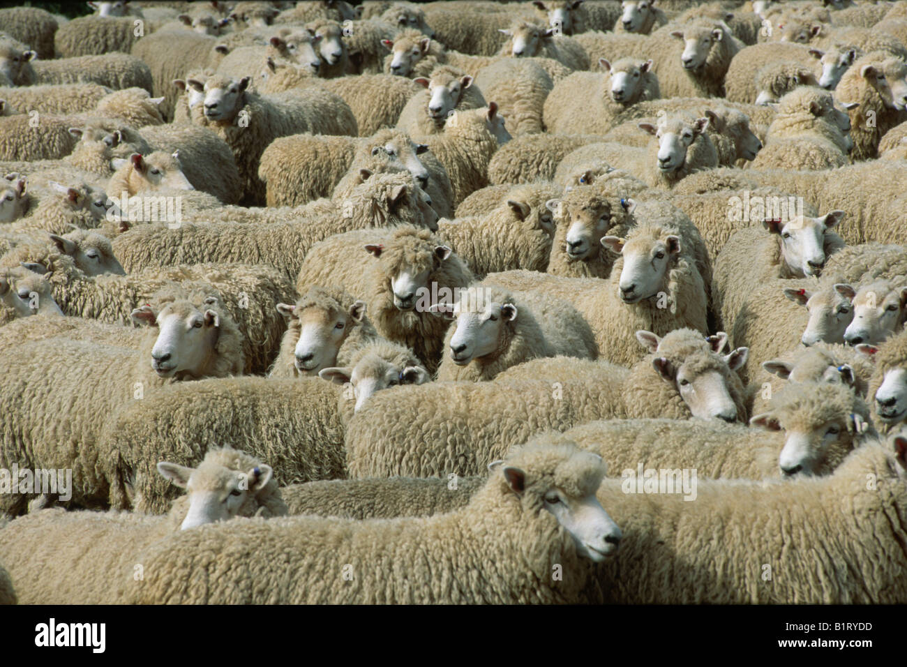 Un troupeau de moutons Mérinos (Ovis orientalis bélier), Île du Nord, Nouvelle-Zélande Banque D'Images