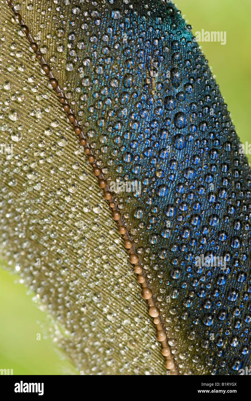 En plumes de canard colvert (Anas platyrhynchos) Banque D'Images