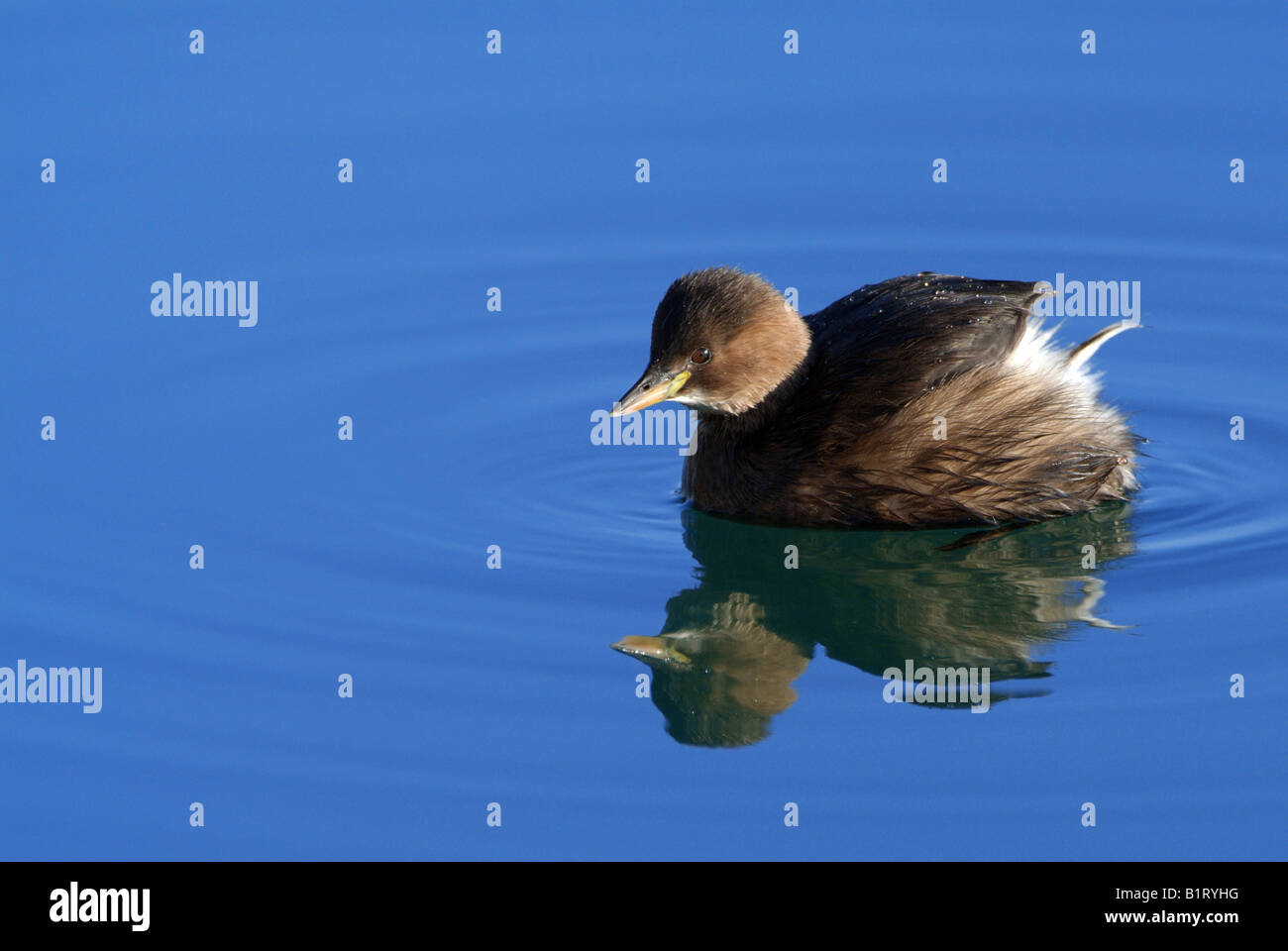 Grèbe castagneux (Tachybaptus ruficollis), fleuve Isar près de Bad Toelz, Bavaria, Germany, Europe Banque D'Images