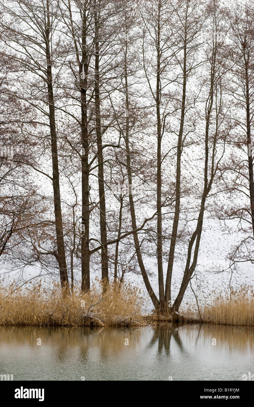 Des arbres sur la rive du lac de Frauensee, Kramsach, East Tyrol, Autriche, Europe Banque D'Images