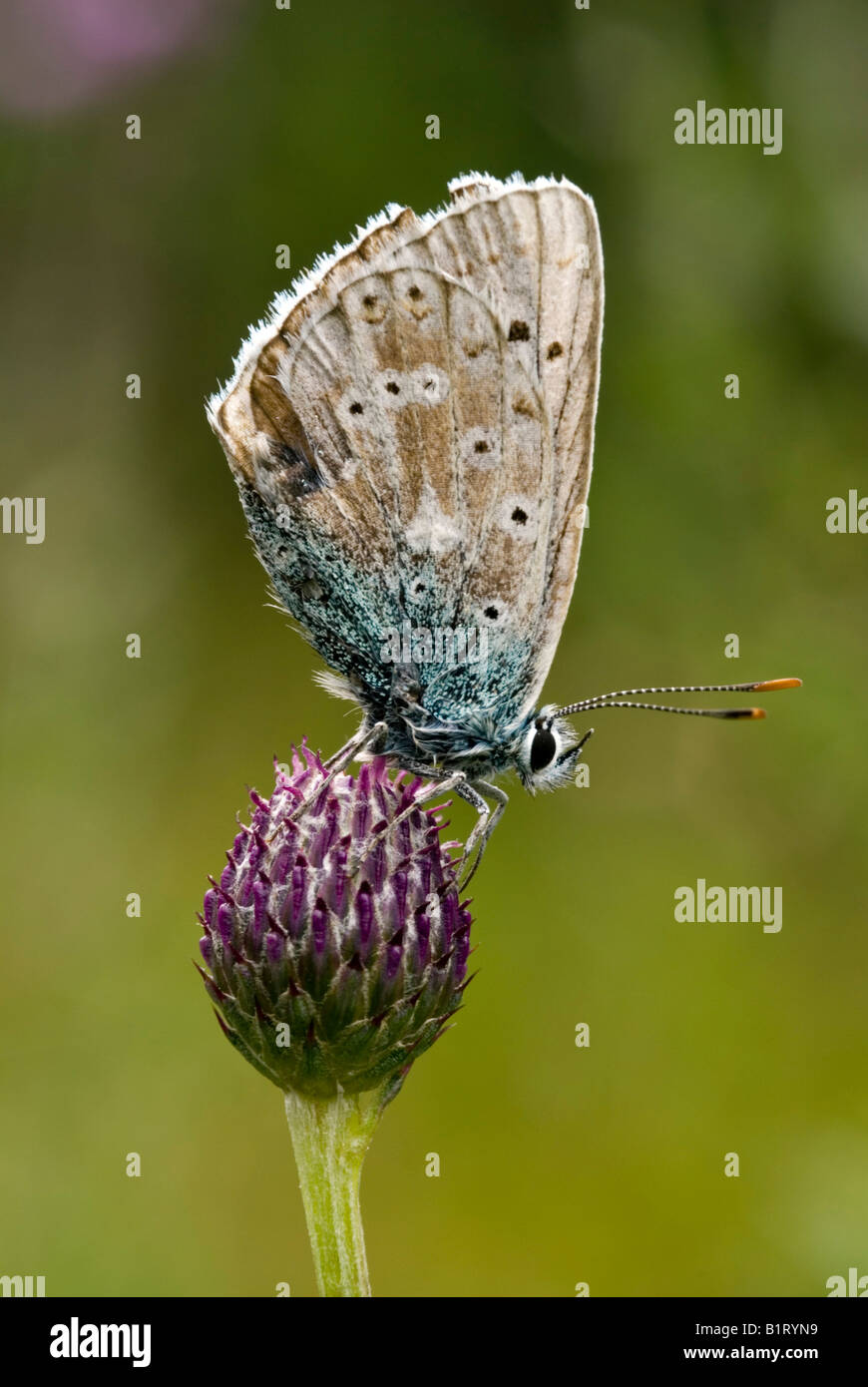 Mazarine Blue Butterfly (Cyaniris semiargus), Lechtal, Tyrol, Autriche, Europe Banque D'Images