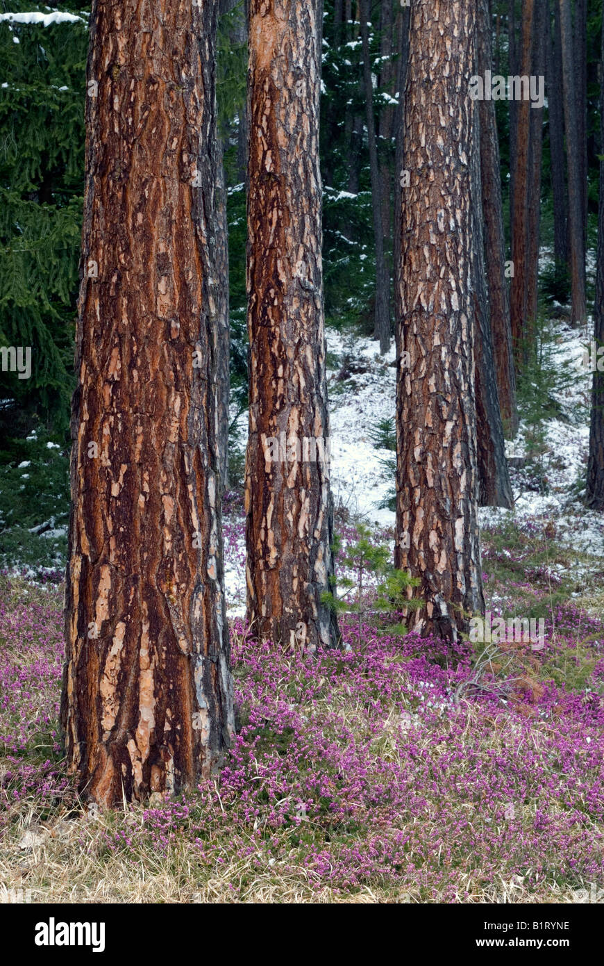 Le pin sylvestre (Pinus sylvestris), Winter Heath (Erica herbacea), Mieminger Plateau, Wildermieming, Tyrol, Autriche, Europe Banque D'Images
