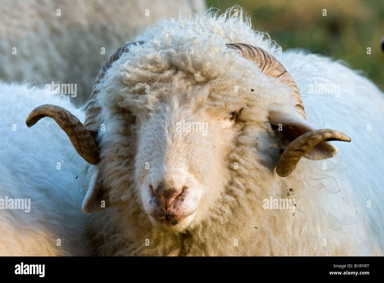 Le mouton domestique (Ovis orientalis bélier), Tratzberg, Tyrol, Autriche, Europe Banque D'Images