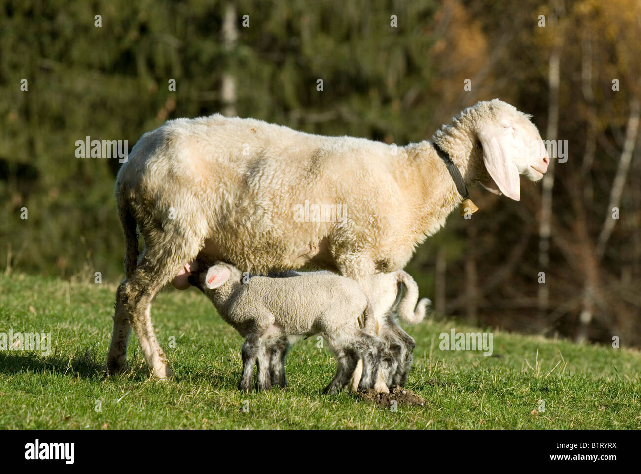 Le mouton domestique (Ovis orientalis) bélier, brebis, agneaux de lait Heuberg, Stans, Tyrol, Autriche, Europe Banque D'Images