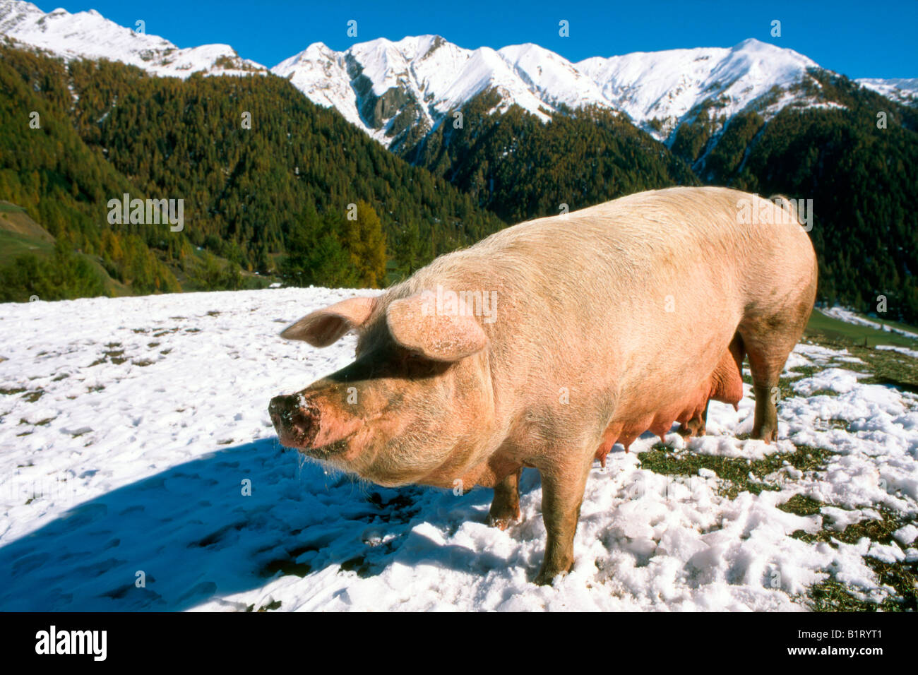 Porc domestique (Sus scrofa domestica), Bolzano-Bozen, Italie, Europe Banque D'Images