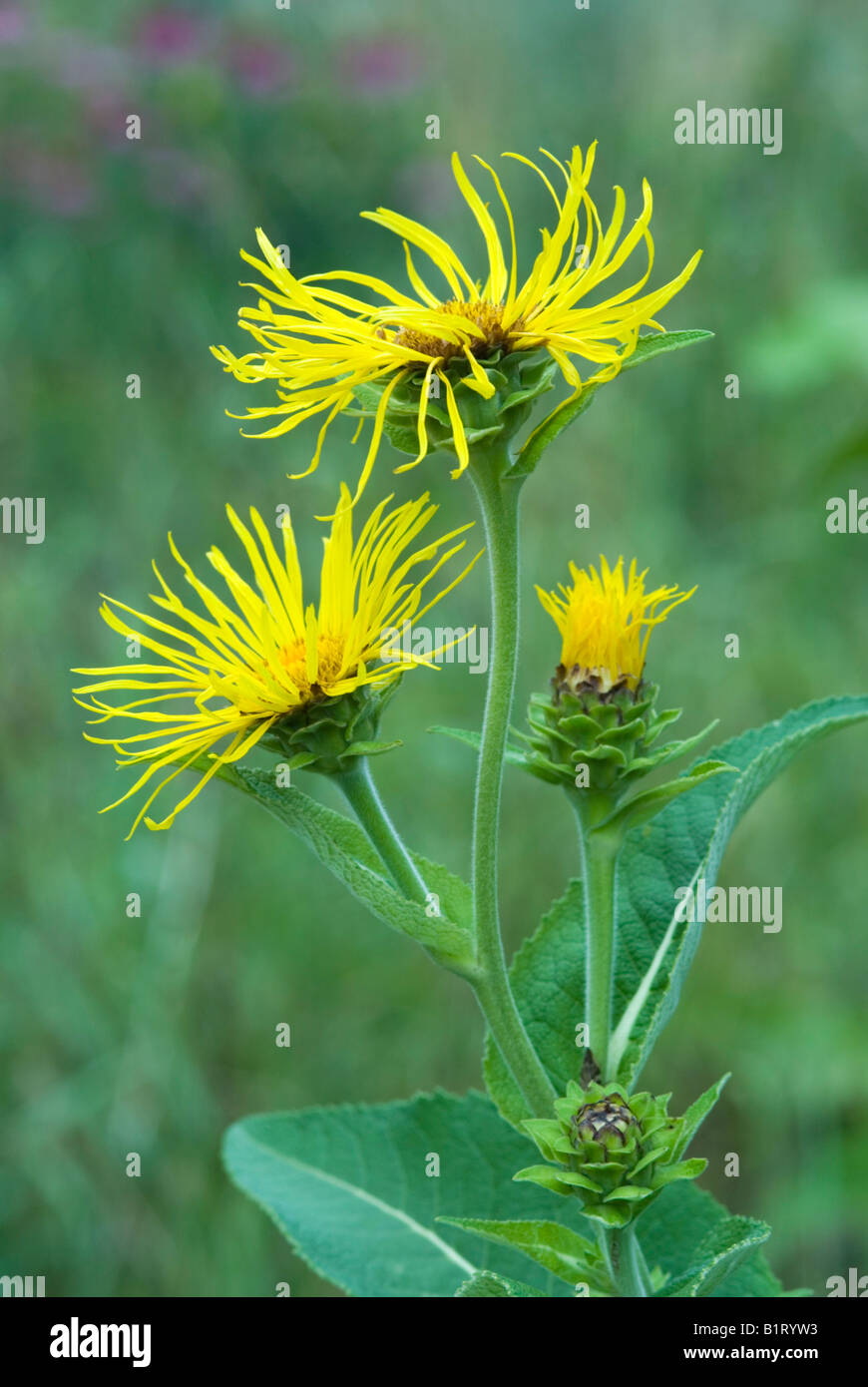Grande aunée ou guérir (Inula helenium) dans Gertrude Messner, herbe du jardin, Brandenberg, Tyrol, Autriche, Europe Banque D'Images