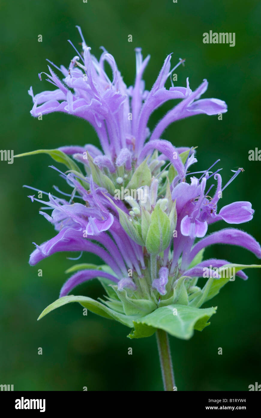 La monarde fistuleuse (Monarda fistulosa) dans Gertrude Messner, herbe du jardin, Brandenberg, Tyrol, Autriche, Europe Banque D'Images