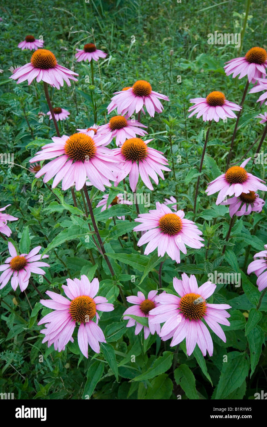 Pourpre orientale Coneflowers (Echinacea purpurea) dans Gertrude Messner, herbe du jardin, Brandenberg, Tyrol, Autriche, Europe Banque D'Images
