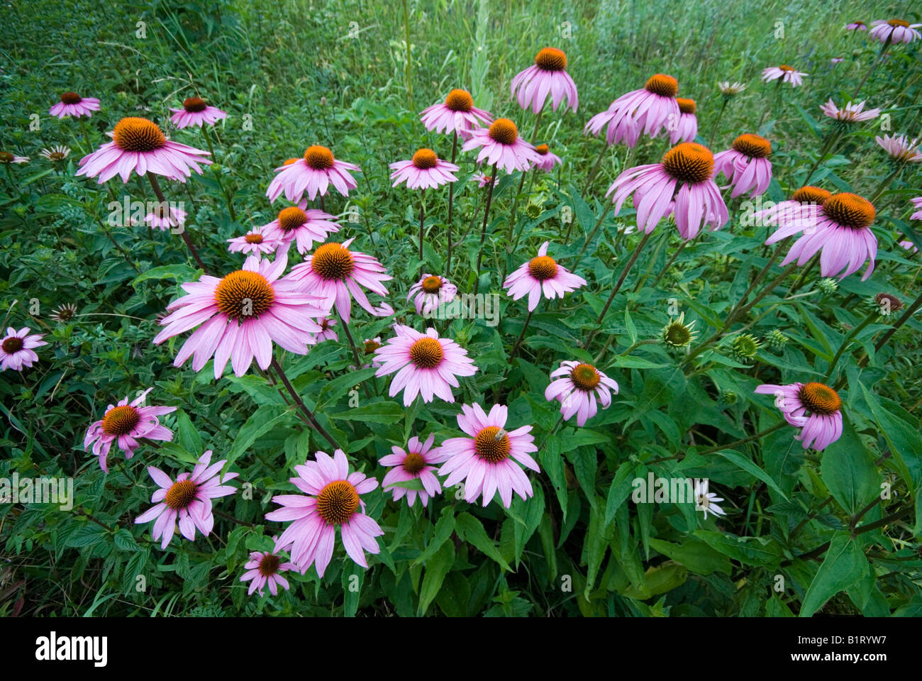 Pourpre orientale Coneflowers (Echinacea purpurea) dans Gertrude Messner, herbe du jardin, Brandenberg, Tyrol, Autriche, Europe Banque D'Images