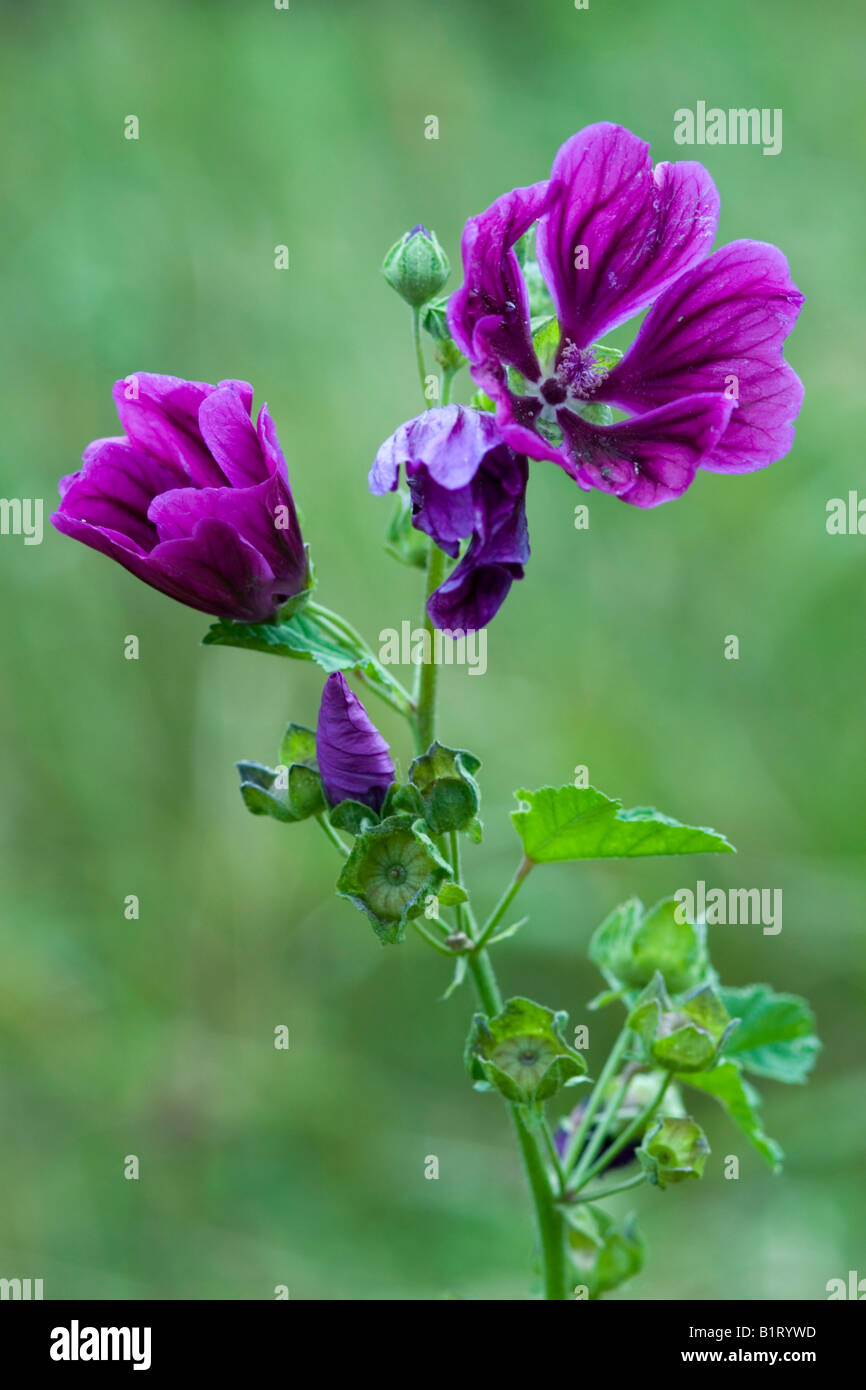 La mauve sauvage (Malva sylvestris) dans Gertrude Messner, herbe du jardin, Brandenberg, Tyrol, Autriche, Europe Banque D'Images