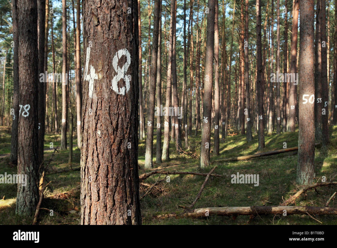 Les arbres numérotés dans Darsswald Darss, Forêt, foresterie, Nationalpark Vorpommersche Boddenlandschaft, Poméranie occidentale Lagoon Area Banque D'Images