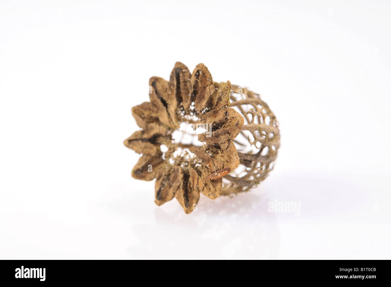 Capsule de pavot séchées en filigrane (pavot) Banque D'Images