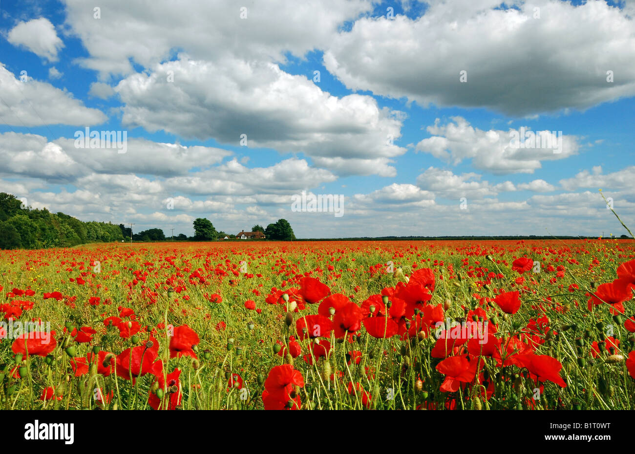 Champ de coquelicots en fleurs sous un ciel bleu et nuages blancs moelleux Banque D'Images