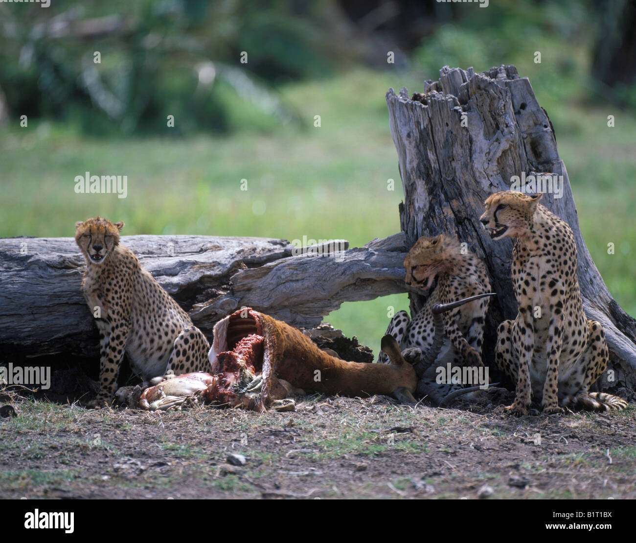 Famille de chat, Cheetah, guépards avec kill, Acinonyx jubatus Banque D'Images
