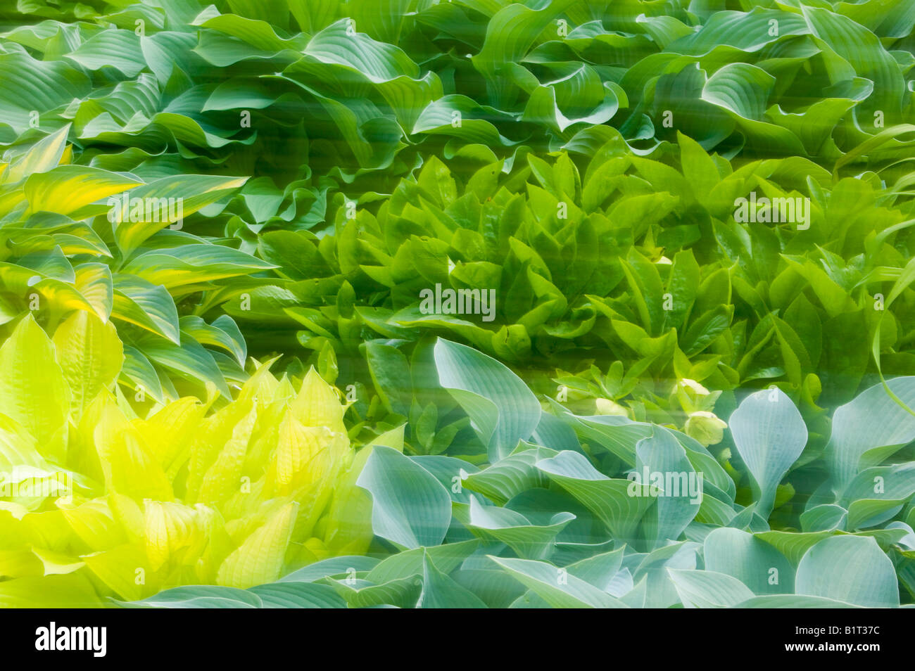 Hébergeur quitte au printemps en Holehird gardens à Windermere Cumbria UK Banque D'Images