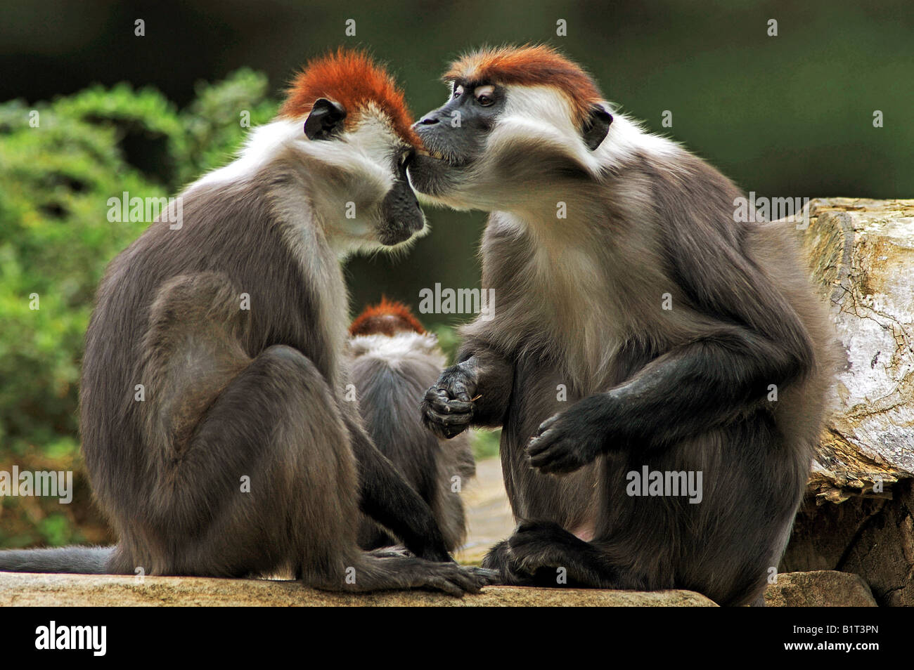 Mangabey à capuchon rouge, Mangabey à couronne rouge, Mangabey à collier blanc (Cercocebus torquatus), couple tendre. Banque D'Images