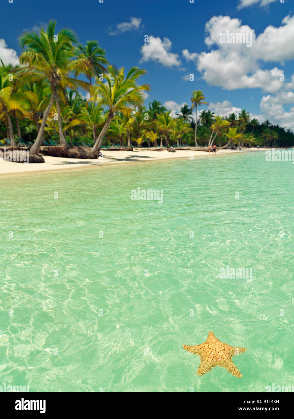 République dominicaine Punta Cana Bavaro Beach, étoile de mer,flottant sur l'eau placide avec ciel bleu et plage de palmiers Banque D'Images