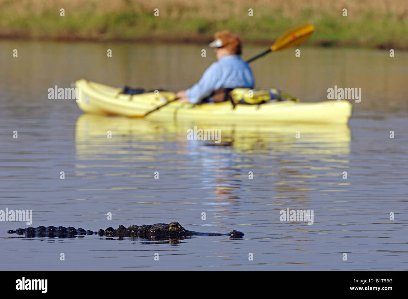 Alligator Alligator mississippiensis canoéiste et / Banque D'Images