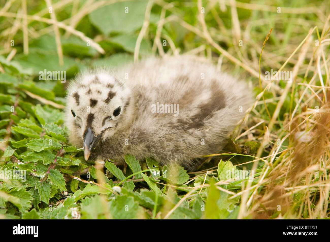 Petit Poussin Noir Goéland marin sur l'île de Walney, Royaume-Uni Banque D'Images