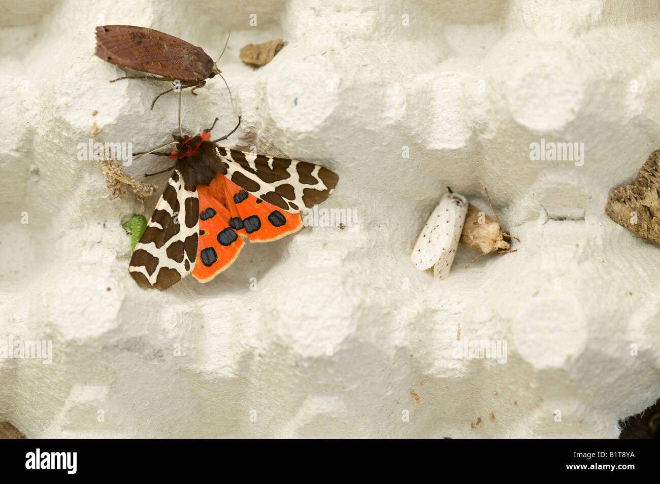 Papillons de nuit dans une espèce de piège sur l'île de Walney off Barrow in Furness Cumbria UK Banque D'Images