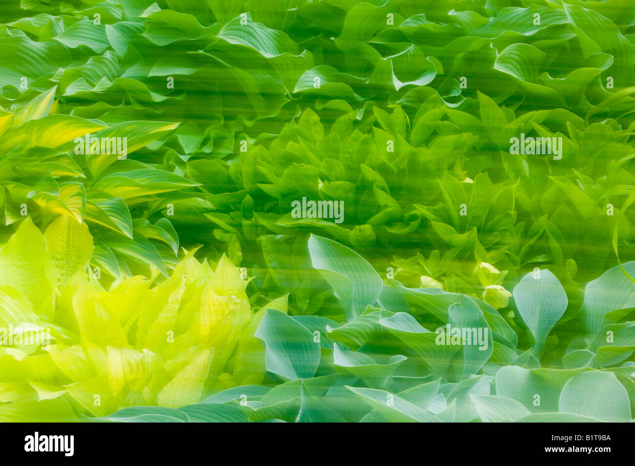 Hébergeur quitte au printemps en Holehird gardens à Windermere Cumbria UK Banque D'Images