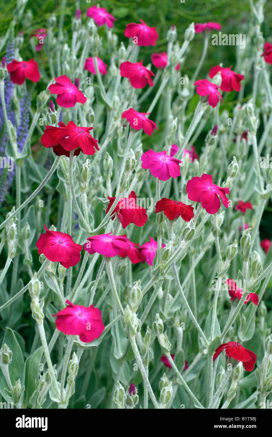 LYCHNIS CORONARIA Banque D'Images