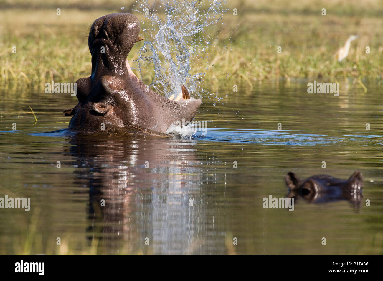 Libre de tête d'hippopotame hors de l'eau d'ouvrir grand la bouche en grand bâillement faisant un grand bruit et de réflexion dans la rivière, réserve de Moremi Delta de l'Okavango au Botswana Banque D'Images