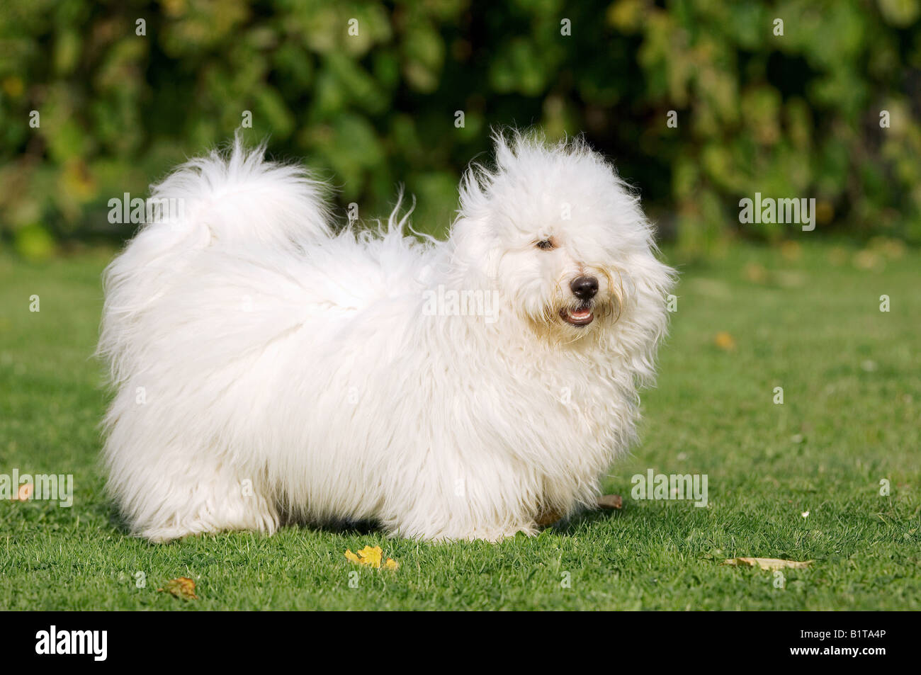 Coton de Tuléar - stehend auf Wiese | Banque D'Images