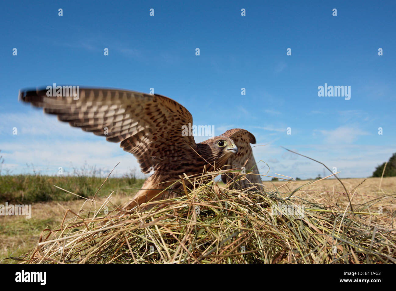 Les jeunes Kestrel Falco tinnunculus dans champ de foin Bedfordshire Potton Banque D'Images