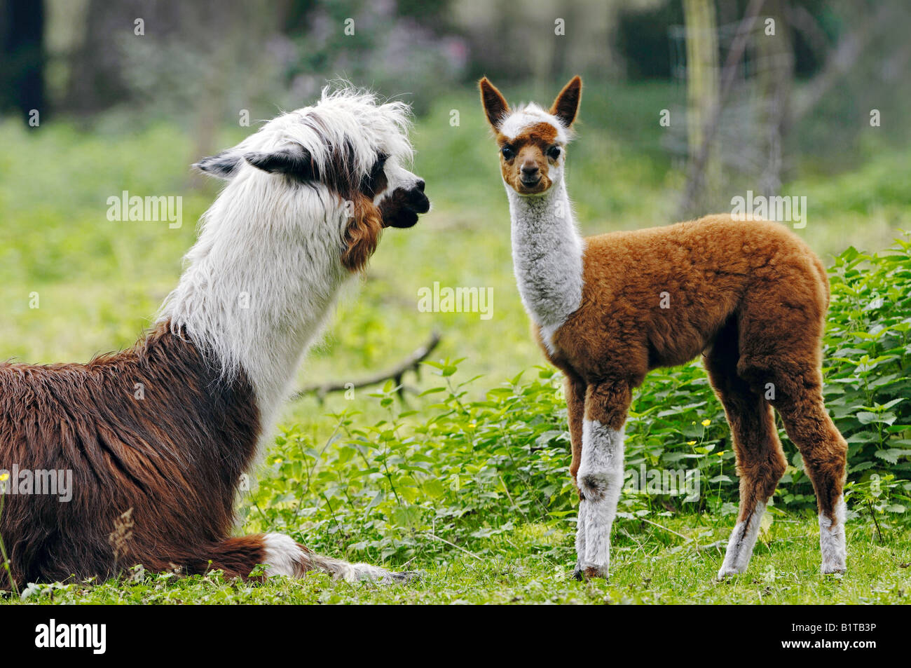 Alpaca - femelle avec cub / Lama pacos Banque D'Images