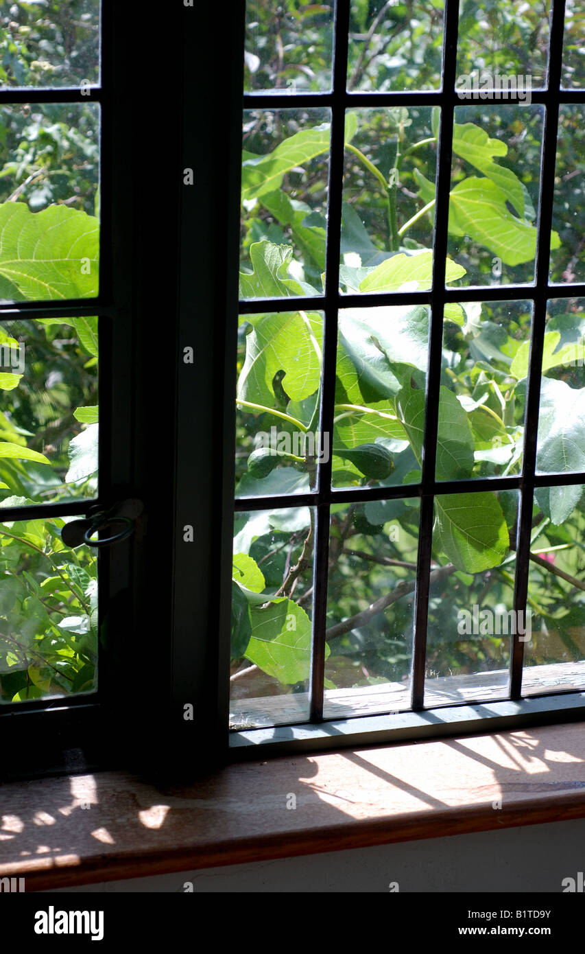 Fenêtre et fig tree à l'Jardin du Maître, Warwick, Warwickshire, England, UK Banque D'Images