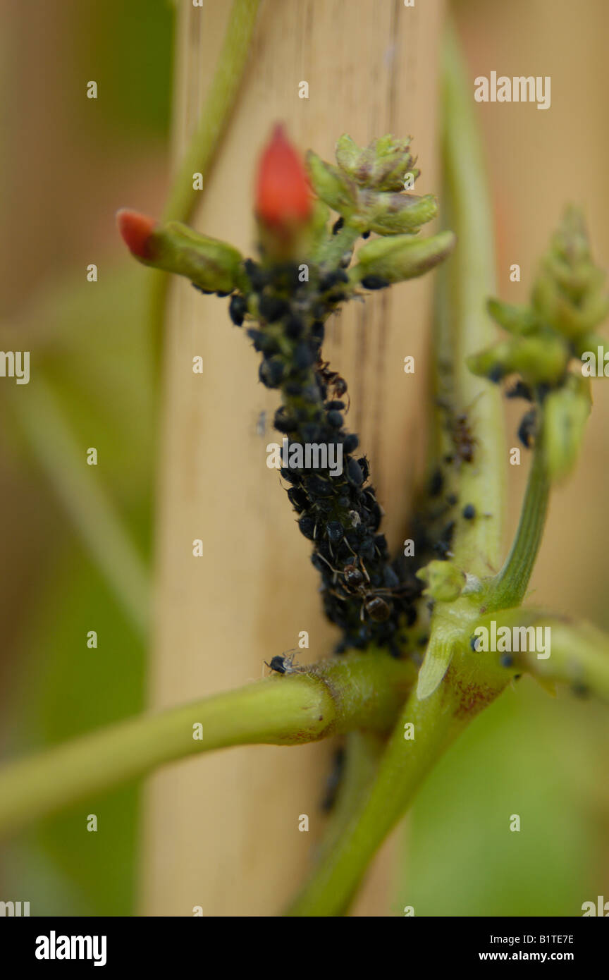 Runner Bean avec fleur rouge montrant aphides et fourmis Banque D'Images