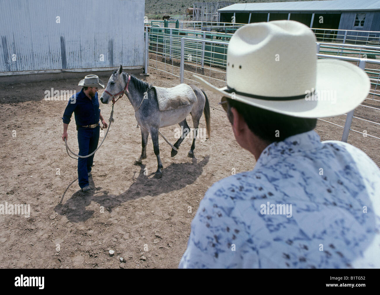 Un cow-boy sur un grand cheval ranch watches un cheval whisperer pause doucement pour un jeune cheval équitation Banque D'Images