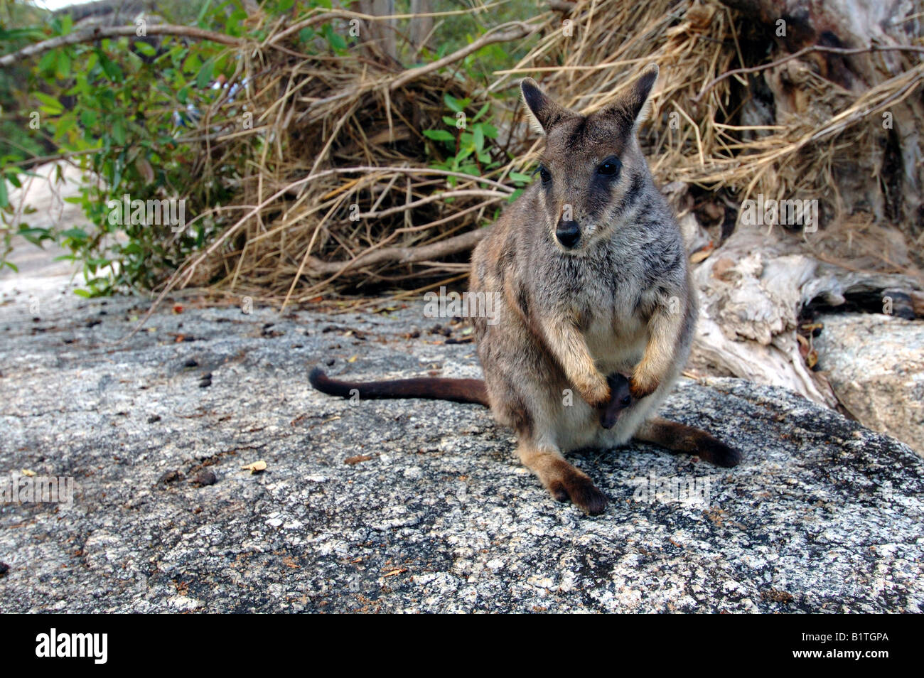 Mareeba rock wallaby (Petrogale mareeba) avec de jeunes joey en sachet, Gorges de granit, Queensland, Australie Banque D'Images