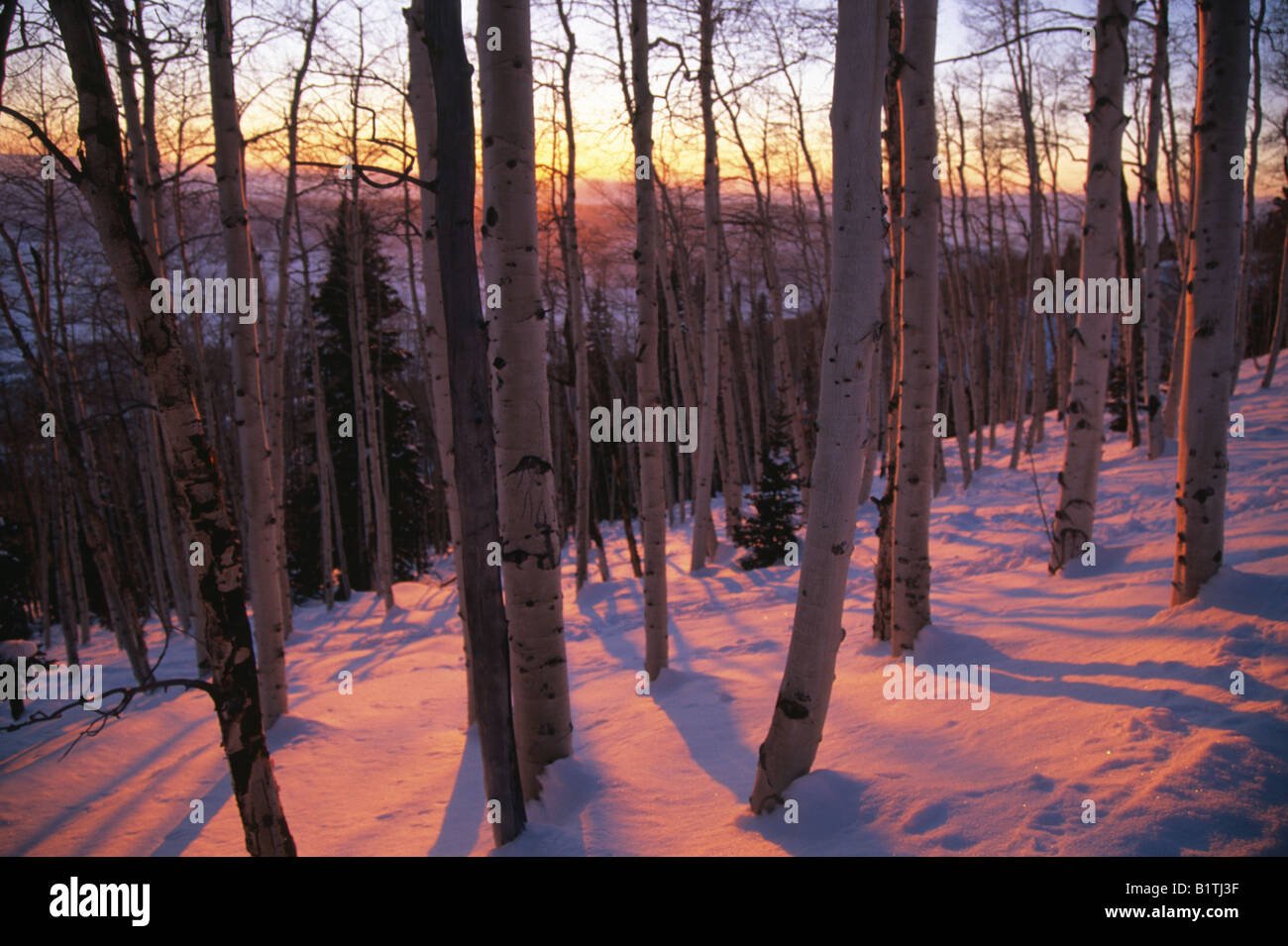 Coucher du soleil baigne une forêt de trembles enneigé avec lumière rose près de Steamboat Springs, Colorado USA Banque D'Images