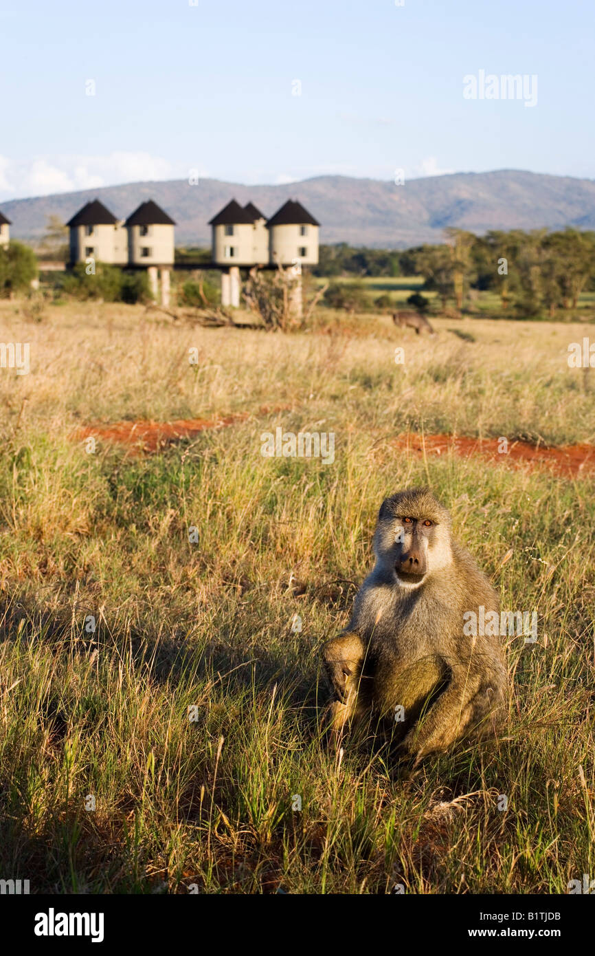 Le babouin dans grass Sarova Salt Lick Lodge en arrière-plan Taita Hills Game Reserve Kenya Côte Banque D'Images