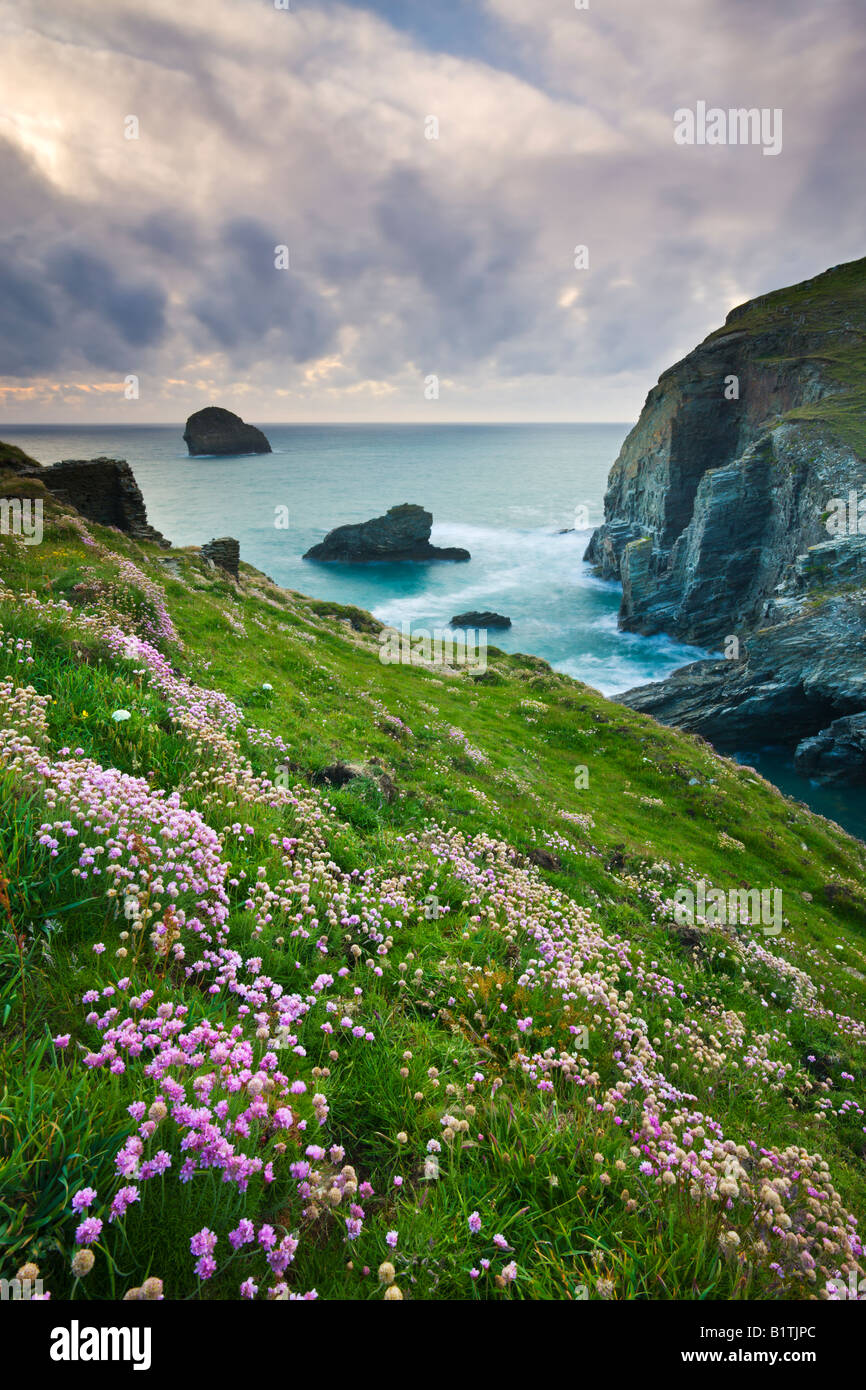 Thrift fleurs sauvages poussant sur les clifftops près de Backways Cove North Cornwall Angleterre Banque D'Images