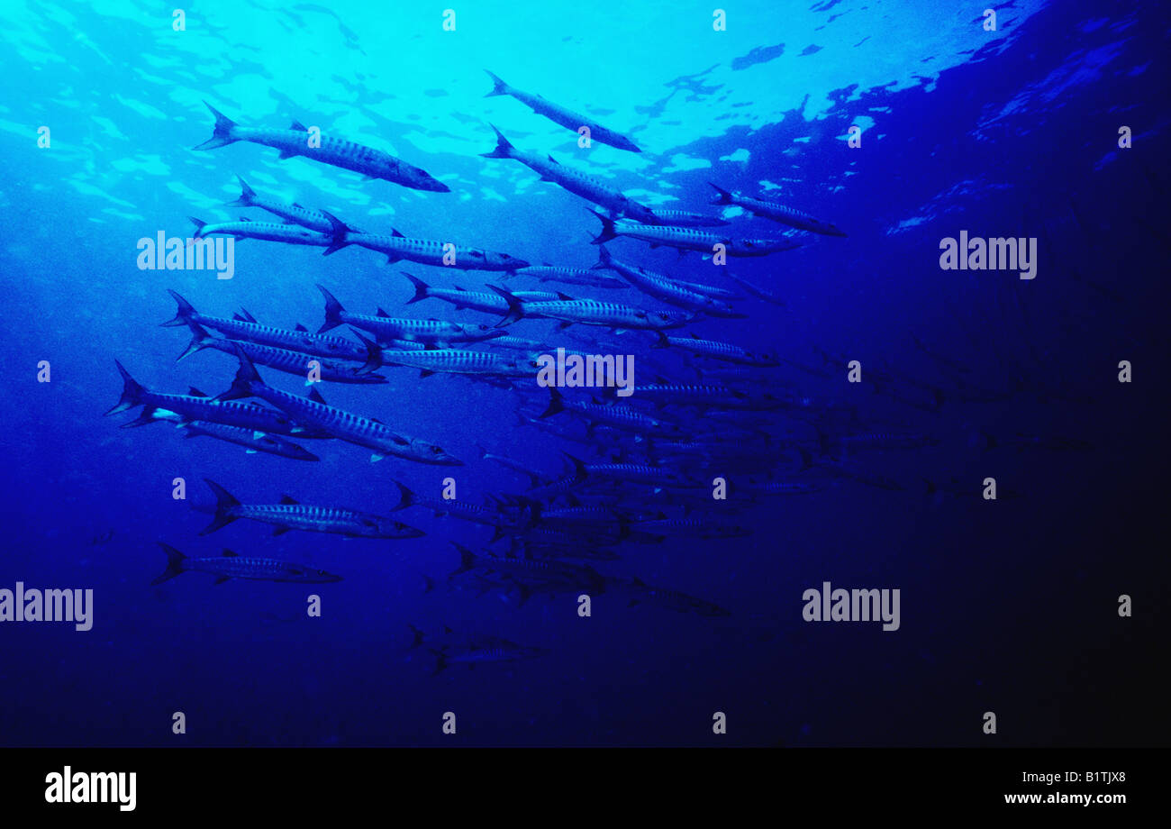 Grand banc de grand barracuda. (Sphyraena Barracuda) sous l'eau dans l'océan au large des îles Similan en Thaïlande. Banque D'Images