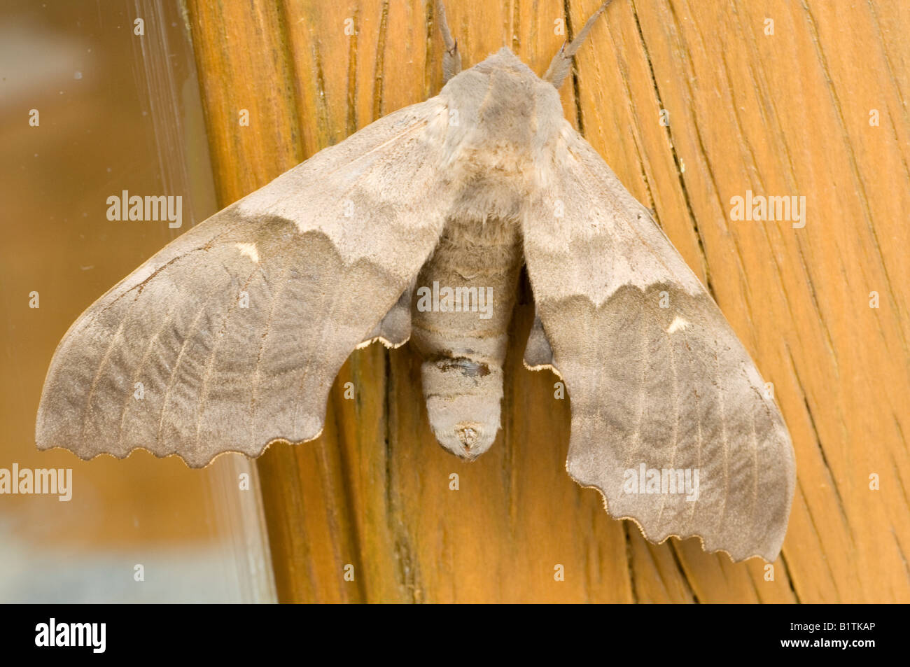 Photo macro de papillon de nuit reposant sur une porte Banque D'Images