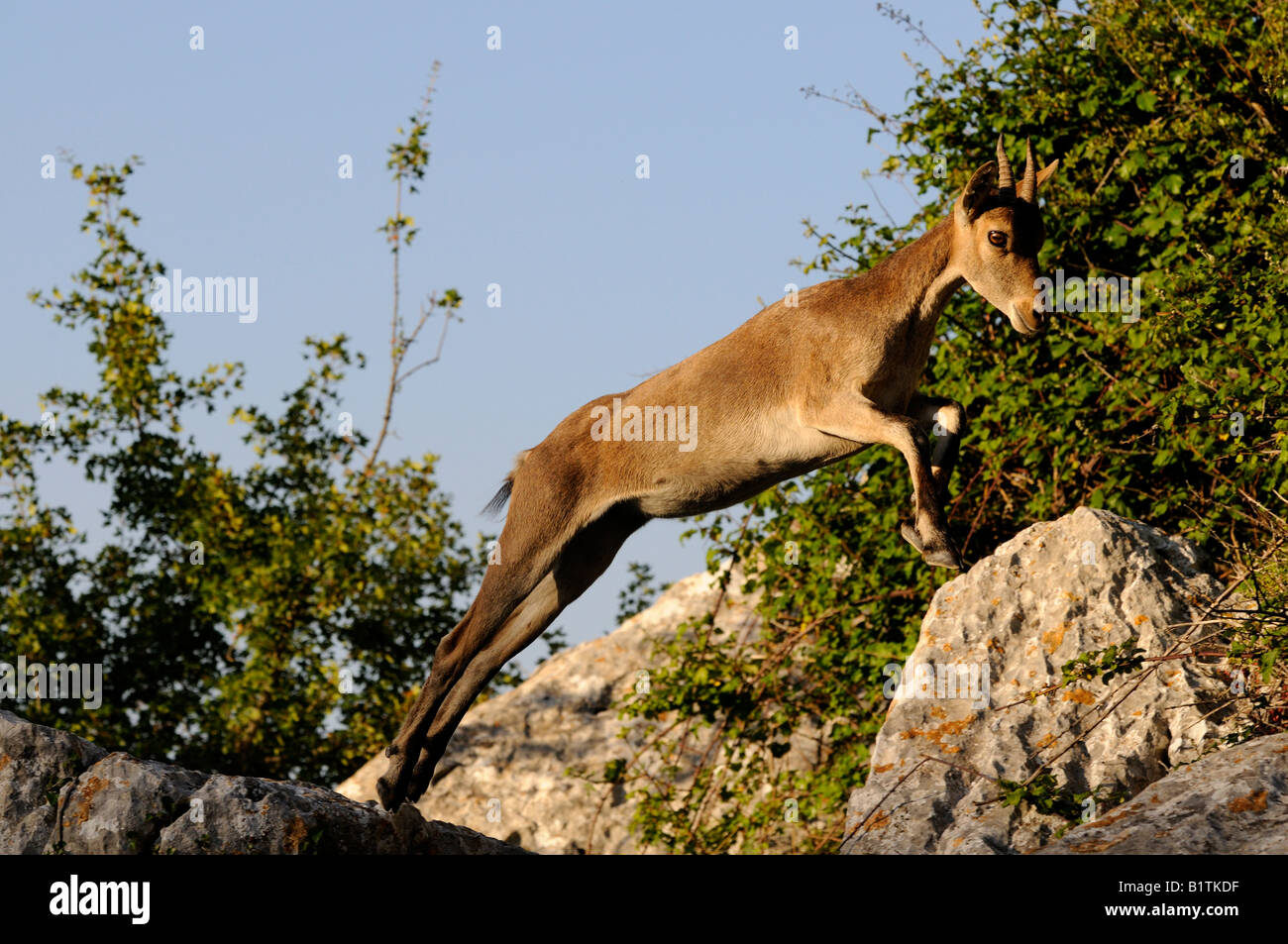 Saut De Chevre Banque D Image Et Photos Alamy