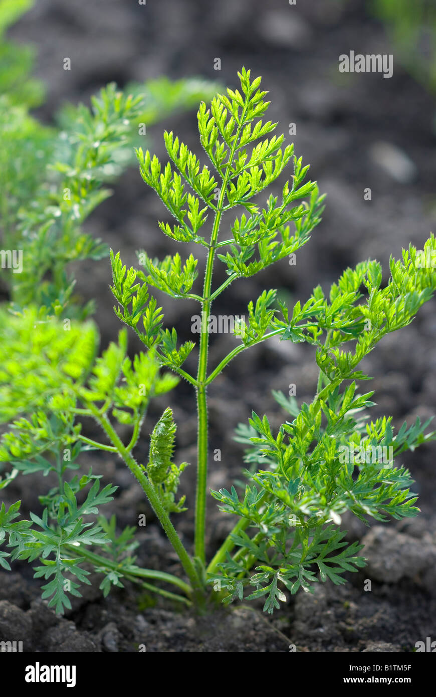 Plante avec des feuilles de carotte contre la lumière Banque D'Images