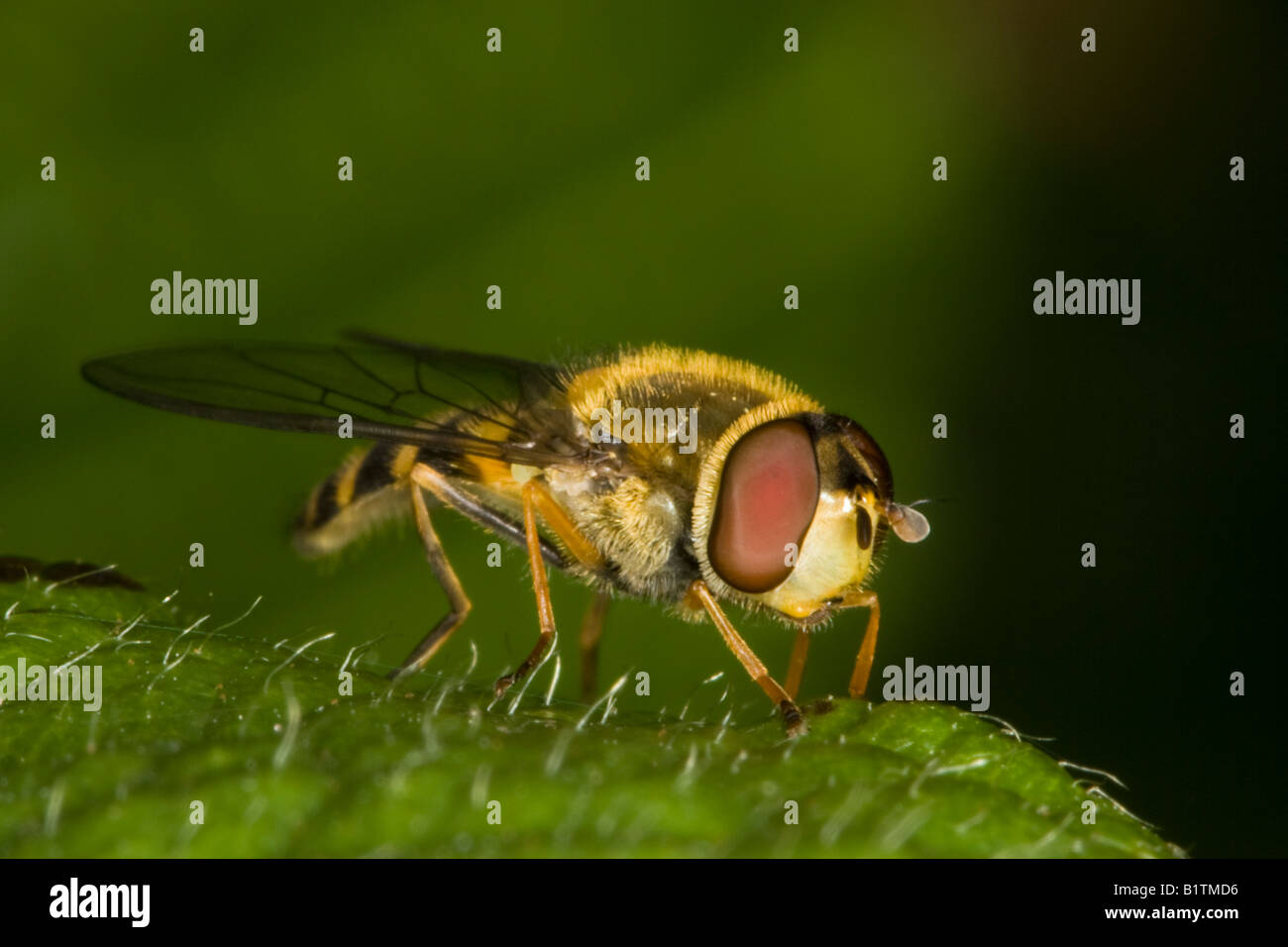 Rayé jaune et noir Hoverfly (Syrphus vitripennis) assis sur une feuille Banque D'Images