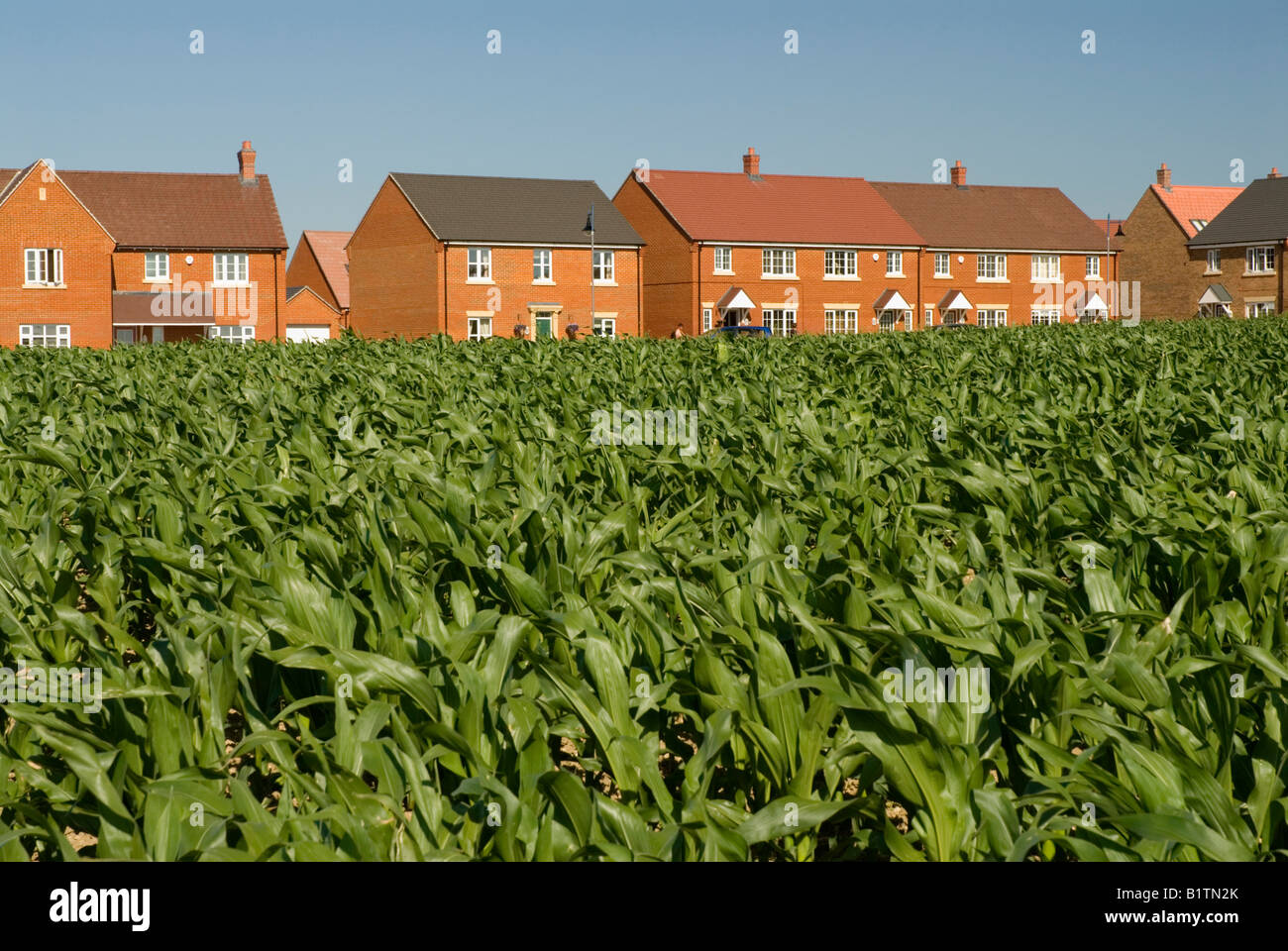 Développement du logement sur site vierge près de Ashford Kent Homes Nouvelle ceinture verte ceinture de verdure la ceinture verte de nouvelles maisons Banque D'Images