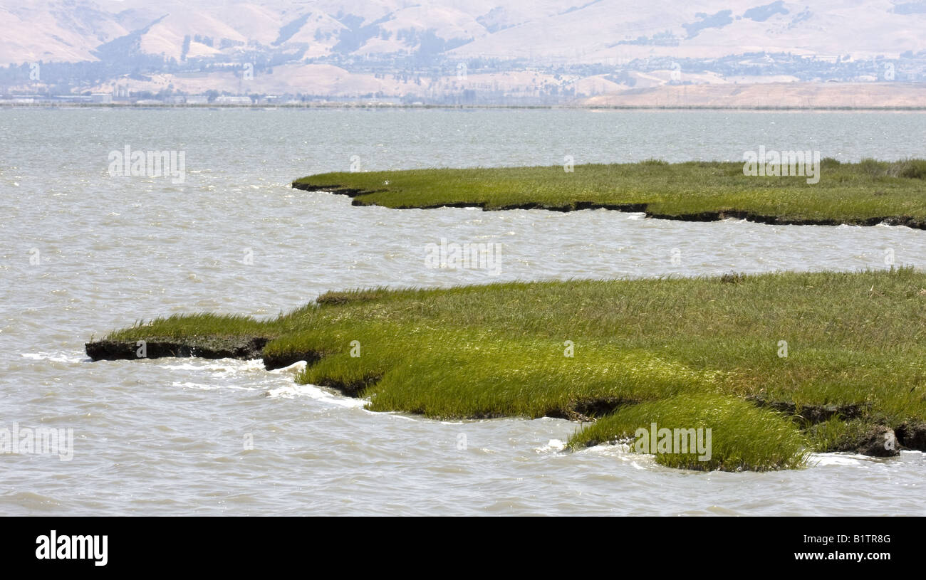 Rive herbeuse Banque D'Images