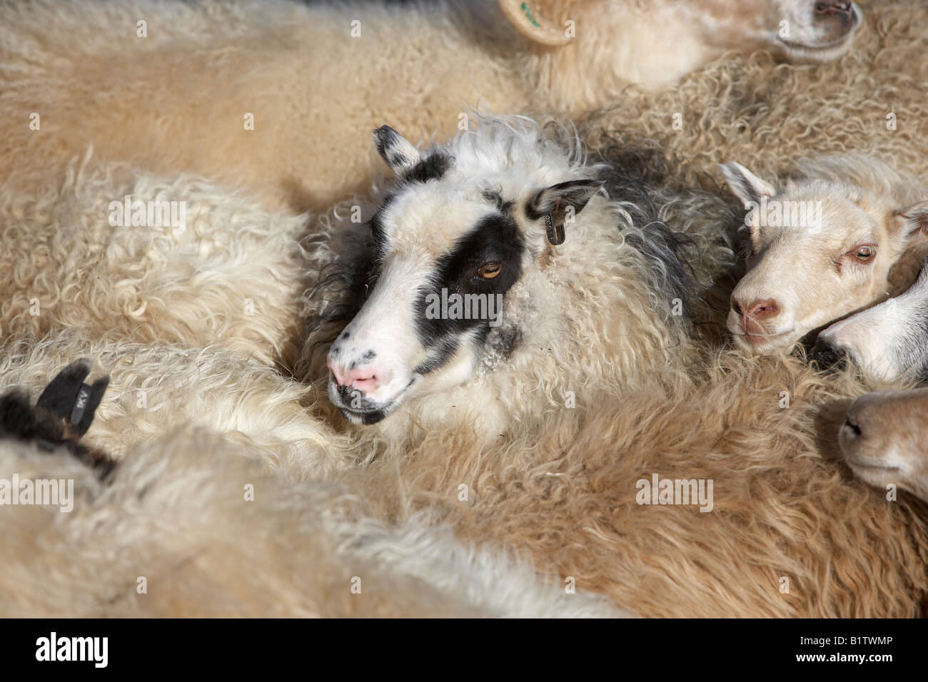 Rassemblement des moutons, de l'Islande Banque D'Images