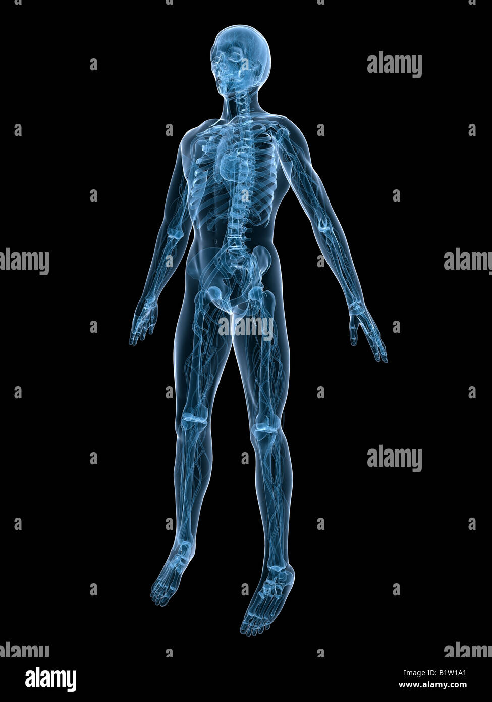 anatomie humaine Banque D'Images