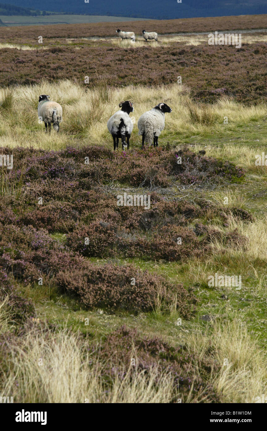 Yorkshire rams Banque de photographies et d’images à haute résolution ...